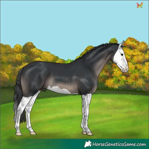 Horse Color:Black Splash 