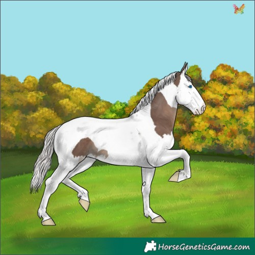 Horse Color:Silver Black Splash Tobiano 