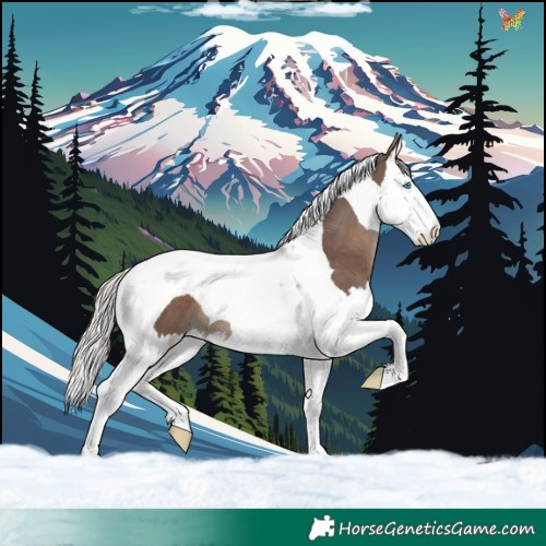 Horse Color:Silver Black Splash Tobiano 