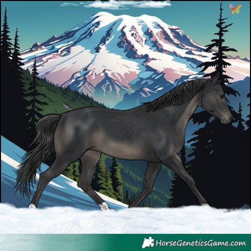 Horse Color:Black 