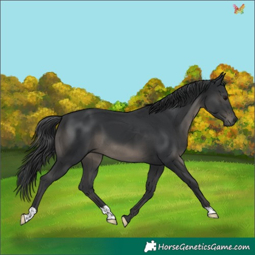 Horse Color:Black 