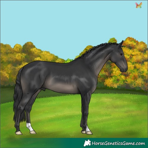 Horse Color:Black 