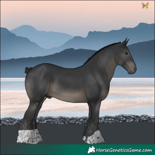 Horse Color:Black 