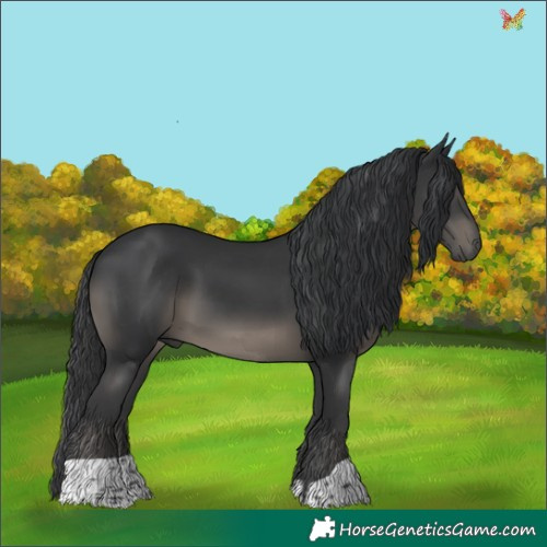 Horse Color:Black 