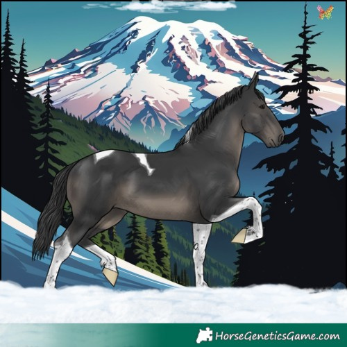 Horse Color:Black Tobiano 