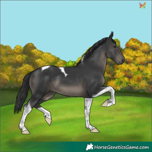 Horse Color:Black Tobiano 