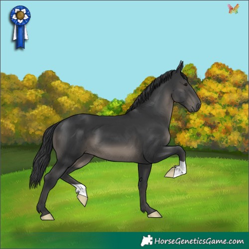 Horse Color:Black 