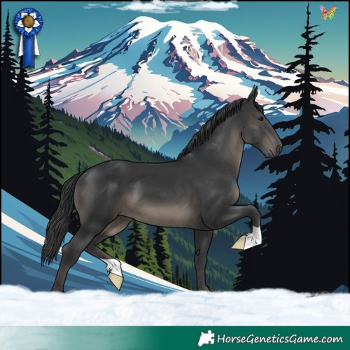 Horse Color:Black 