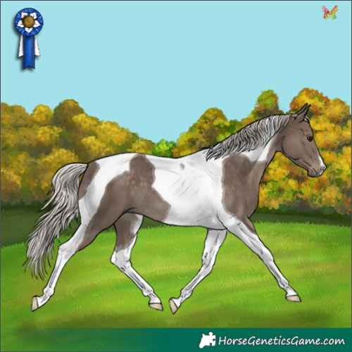 Horse Color:Silver Black Tobiano 