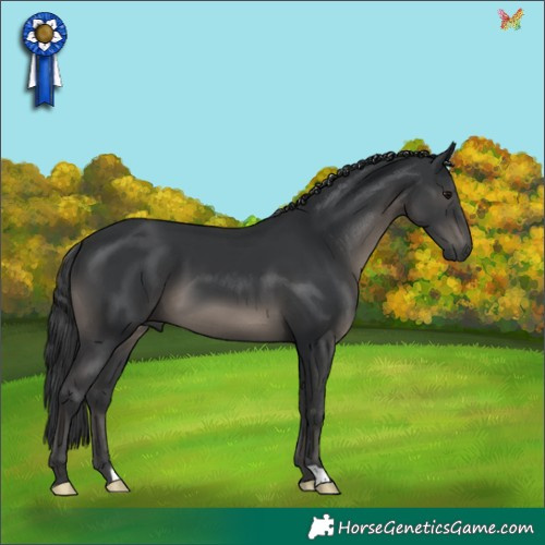 Horse Color:Black 