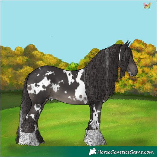 Horse Color:White Spotted Smoky Black 
