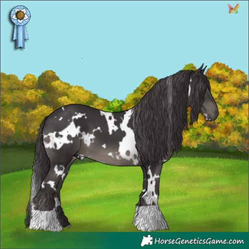 Horse Color:White Spotted Smoky Black 