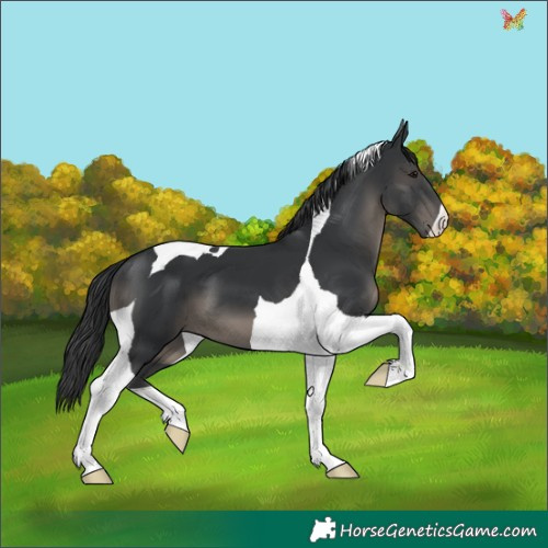 Horse Color:Black Tobiano 