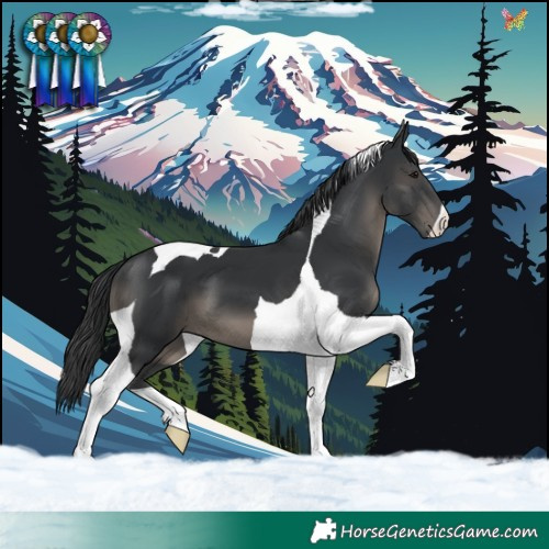 Horse Color:Black Tobiano 