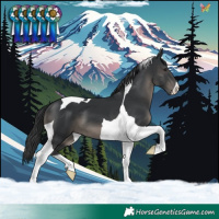 Horse Color:Black Tobiano 