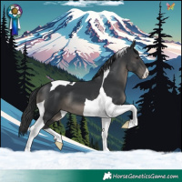 Horse Color:Black Tobiano 