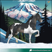 Horse Color:Black Tobiano 