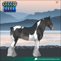 Horse Color:Black Tobiano 