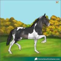 Horse Color:Black Tobiano