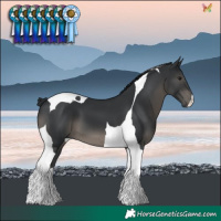 Horse Color:Black Tobiano 