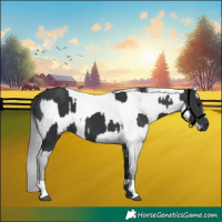 Horse Color:Black  and Gray Black 