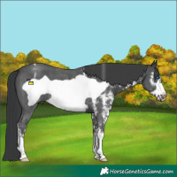 Horse Color:Black Sabino Frame Rabicano