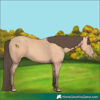 Horse Color:Amber Champagne 