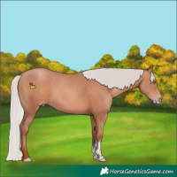 Horse Color:Silver Sable Champagne Sabino Rabicano