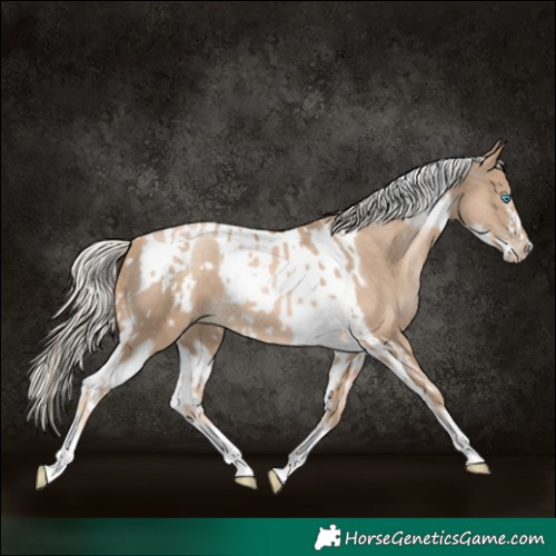 Horse Color:Chocolate Palomino Pearl Tobiano Frame and Chocolate Palomino Pearl Tobiano Frame