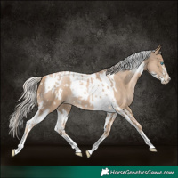 Horse Color:Chocolate Palomino Pearl Tobiano Frame  and Chocolate Palomino Pearl Tobiano Frame 