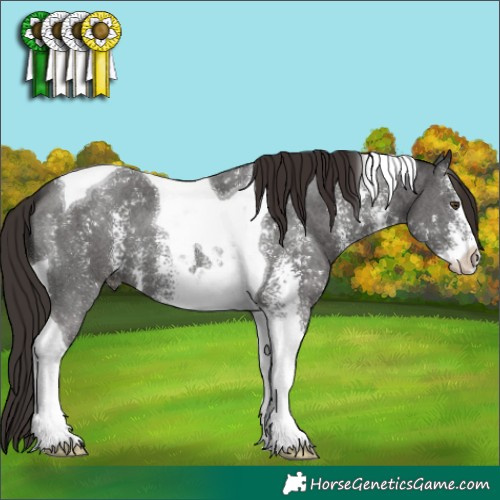 Horse Color:Liver Chestnut Sabino Tobiano 