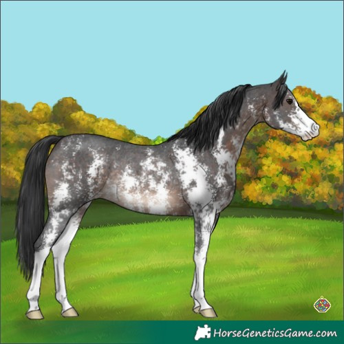Horse Color:Brown Sabino Rabicano