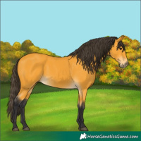 Horse Color:Buckskin 