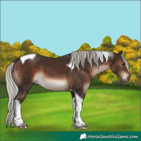 Horse Color:Silver Brown Tobiano 