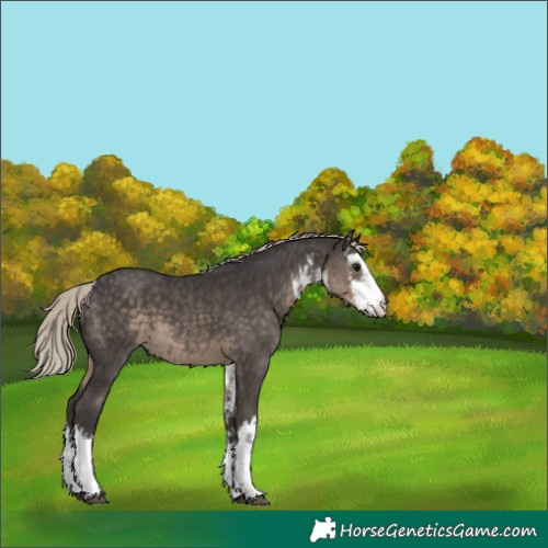 Horse Color:White Spotted Silver Smoky Black 