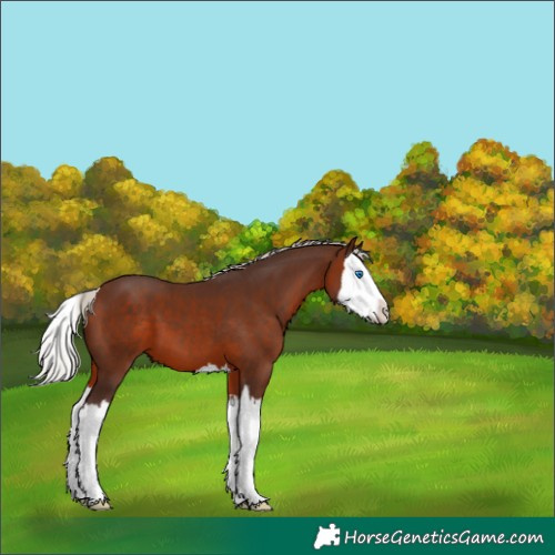 Horse Color:Silver Bay Splash 