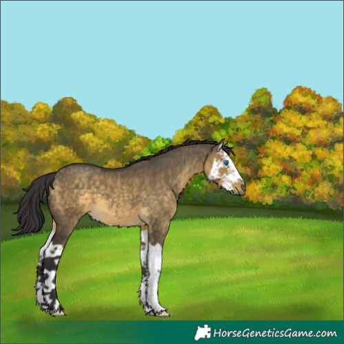 Horse Color:Buckskin Dun Splash 