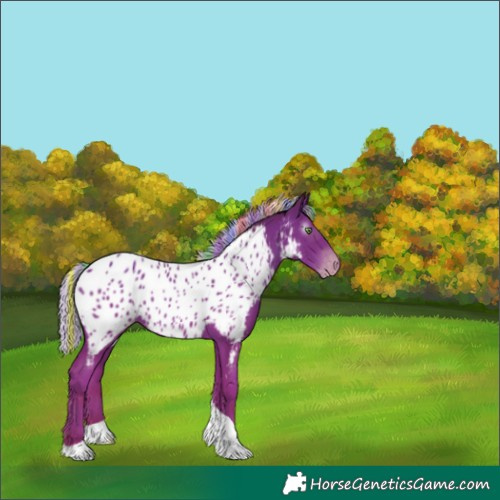 Horse Color:Gray Painted Silver Classic Champagne Tobiano Appaloosa 