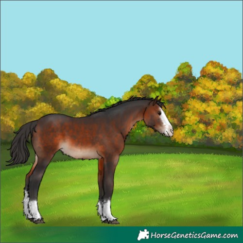 Horse Color:Brown Splash 