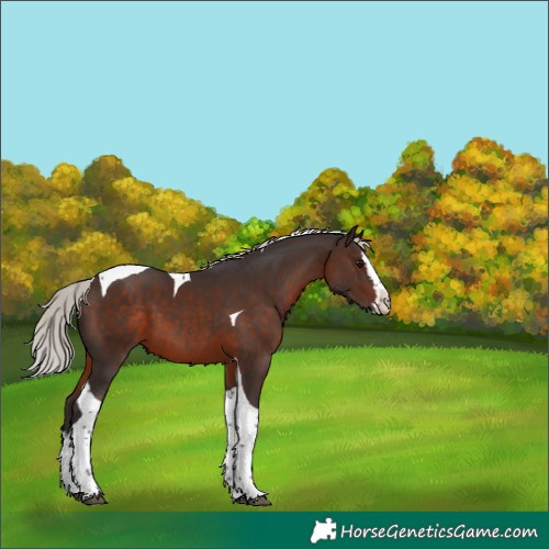 Horse Color:Silver Brown Splash Tobiano 