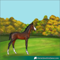 Horse Color:Brown 
