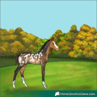Horse Color:Buckskin Appaloosa 