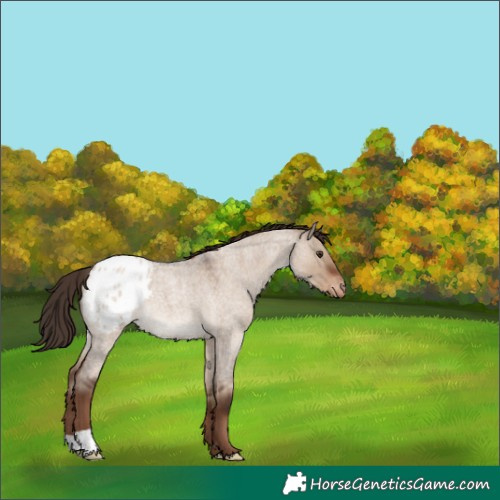 Horse Color:Liver Red Dun Roan Appaloosa 