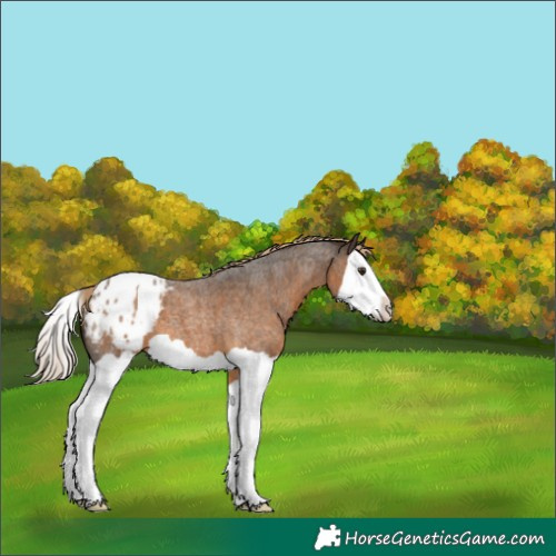 Horse Color:Chocolate Palomino Roan Splash Appaloosa 