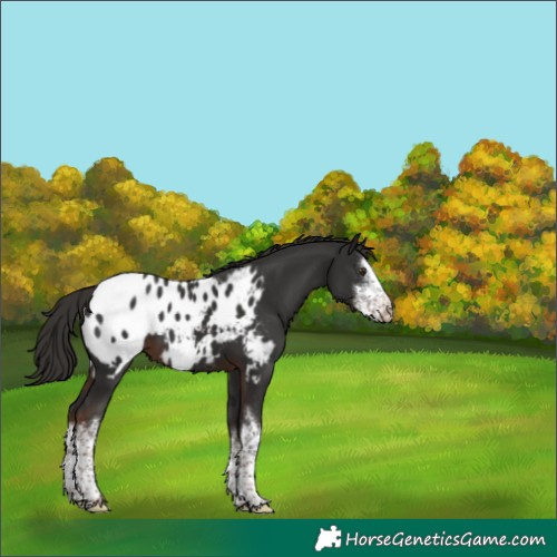 Horse Color:White Spotted Liver Chestnut Appaloosa 