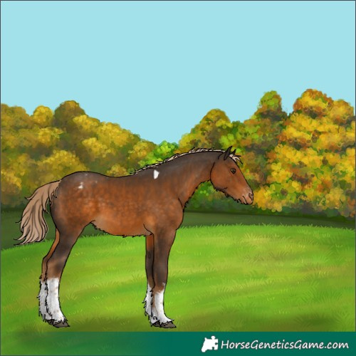 Horse Color:White Spotted Chocolate Palomino Tobiano Appaloosa 