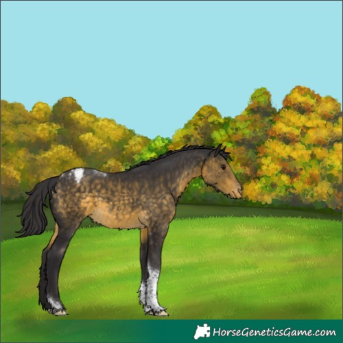 Horse Color:White Spotted Buckskin Tobiano Appaloosa 