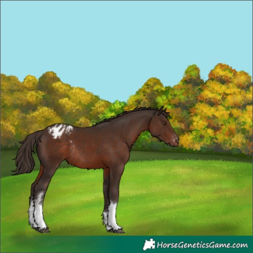Horse Color:White Spotted Liver Chestnut Tobiano Appaloosa Rabicano 