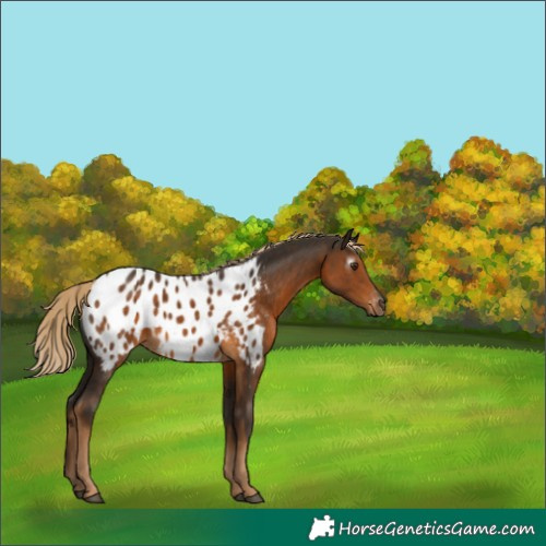 Horse Color:Gray Chocolate Palomino Appaloosa 