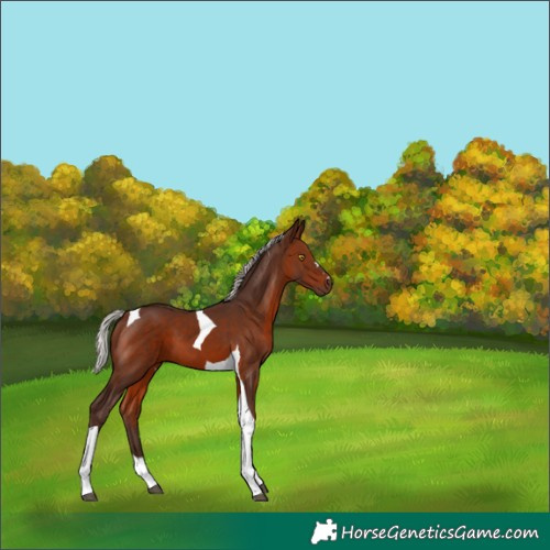 Horse Color:Silver Bay Tobiano 